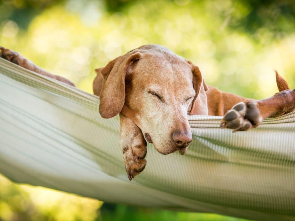 a cute dog relaxing in a hammock